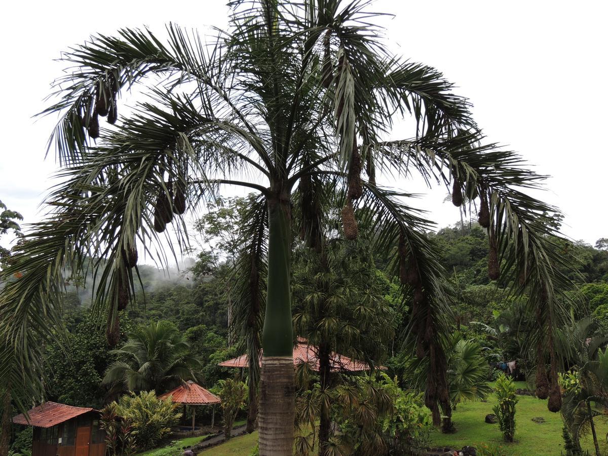 Pacuare River Lodge Bajo Tigre Экстерьер фото