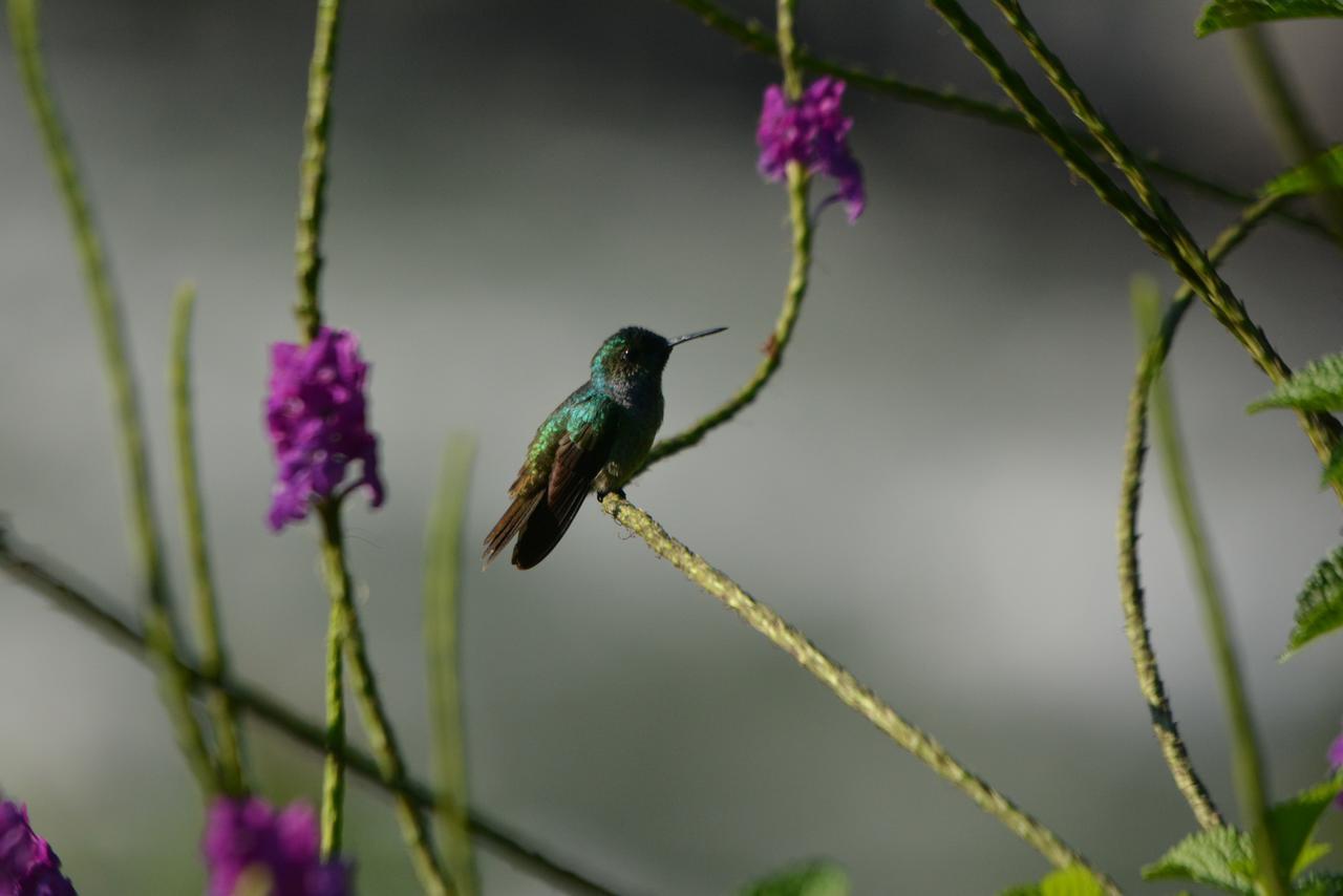 Pacuare River Lodge Bajo Tigre Экстерьер фото