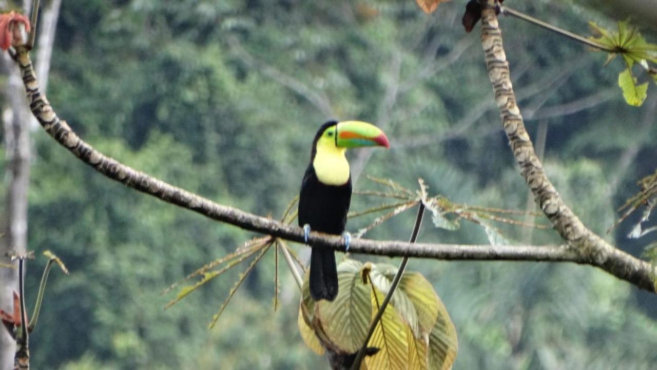 Pacuare River Lodge Bajo Tigre Экстерьер фото